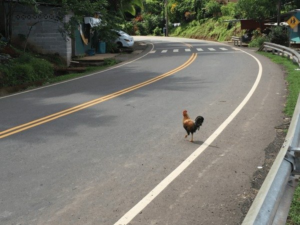 Image: Descubre el Exclusivo Juego de Ventaja de La Carretera del Pollo en España