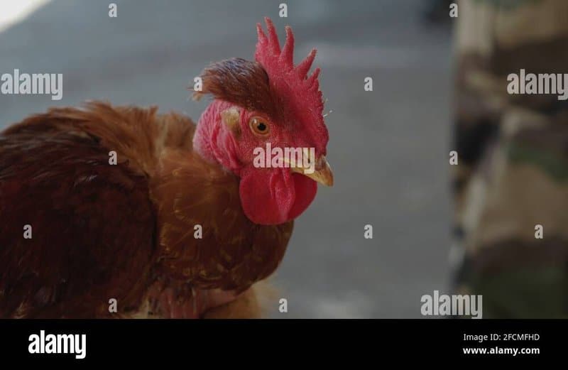 Découvrez chicken road demo